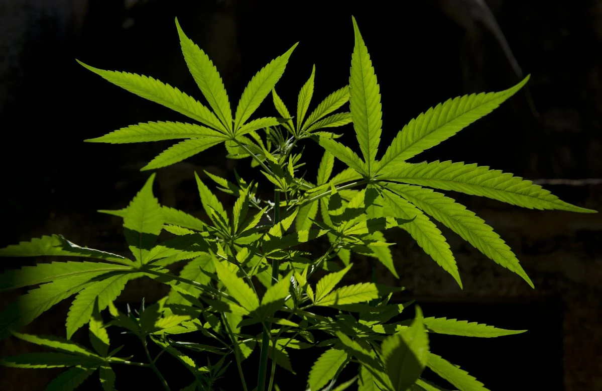 marijuana