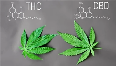 Kuo skiriasi THC ir CBD