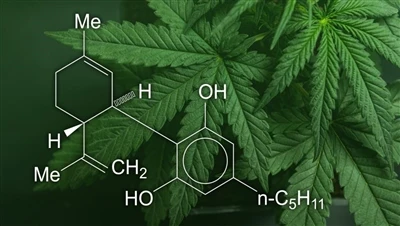 CBD, marihuana ir kanapės: kuo skiriasi šie kanapių produktai ir kurie yra le...