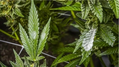 Kaip rasti kokybiškus CBD produktus